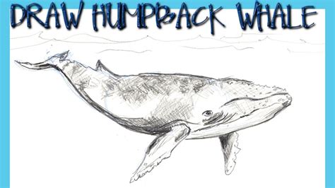 draw  humpback whale step  step pencil drawing tutorial