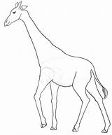 Giraffe Drawing Sketch Easy Pencil Coloring Pages Draw Kids Line Clipart Sketches Cliparts Library Clip Giraffes Getdrawings Paintingvalley Arts Related sketch template
