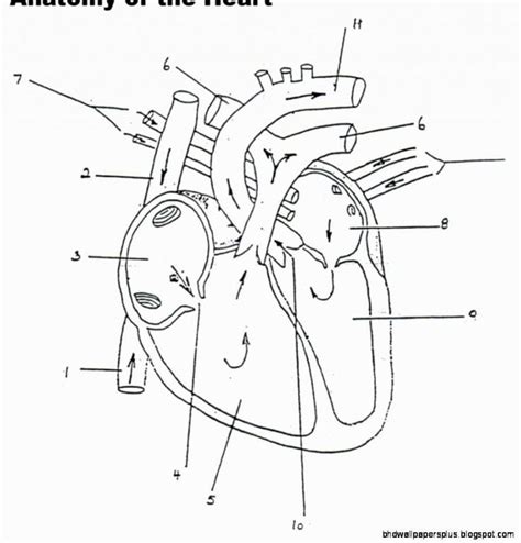 anatomy physiology coloring workbook heart diagram human heart