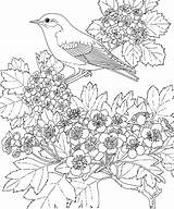 Coloring Bird Blue Pages Tree sketch template