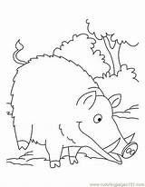 Wild Coloring Pages Pig Getcolorings Boar Eating sketch template