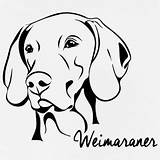 Weimaraner Vizsla Weimar Braque Result Hund Silhouettes Allemand sketch template