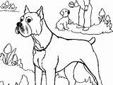 Boxer Coloring Pages Dog Puppy Zoom Printable Getdrawings Getcolorings Line Drawing Color Colorings sketch template