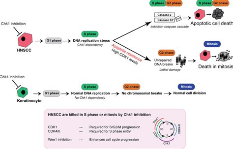 schematic summary  molecular mechanism schematic summary  molecular  scientific