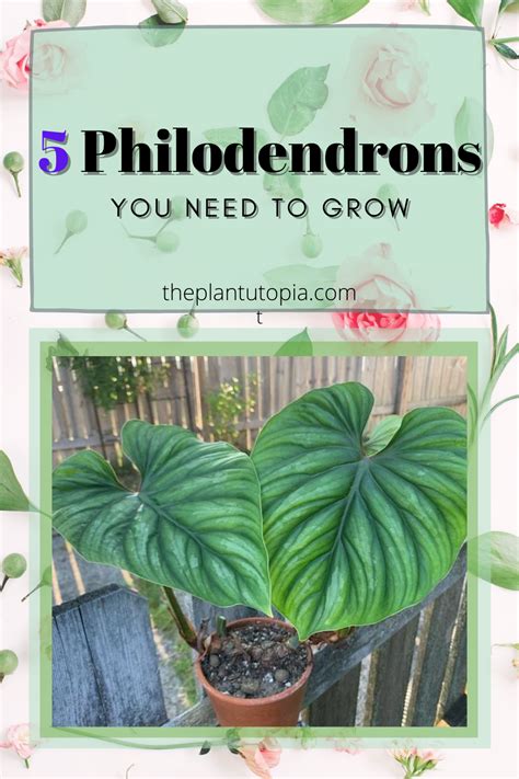 philodendrons    grow philodendron house plant care
