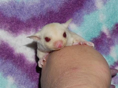 albinos sugar glider pets albino