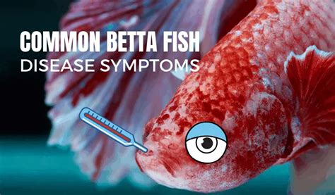 betta fish diseases  symptoms prevention treatment  pictures