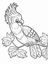 Kakadu Papegaaien Cockatoo Kleurplaat Kaketoe Malvorlage Papageien Kleurplaten Parrots Stimmen Ausmalbild sketch template