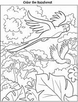 Rainforest Colorear Kleurplaten Vogels Dover Amazonas Volwassenen Kooky Voor Publications Papegaai Adultes sketch template