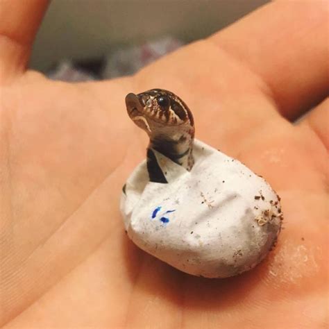 hognose snake heterodon nasicus baby hatching isnt  cute credit