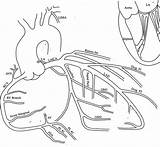 Coronary Artery Arteries Cardiac Luc Meddean Edu Circulation Catheterization Nursing Diagonal Meded Lumen Cardiovascular sketch template
