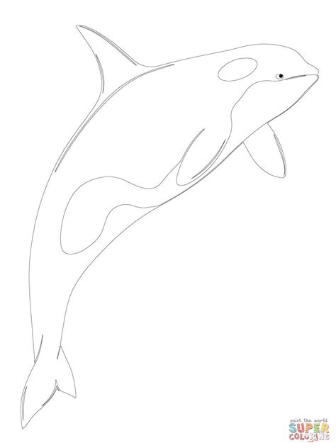 baby beluga coloring page  getcoloringscom  printable