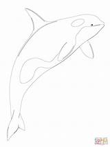 Orca Killer Shamu Killerwal Ausmalbild Supercoloring Ausdrucken Vicoms Davemelillo Getcolorings sketch template