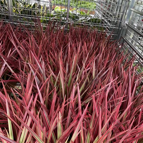 red spike  plant factory wholesale plants