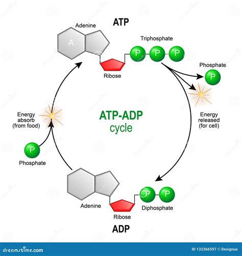 atp adp cycle adenosine triphosphate atp   organic chemica stock vector illustration