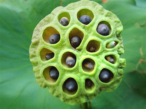 Lotus Seed Pod Trypophobia Phobias Seed Pods
