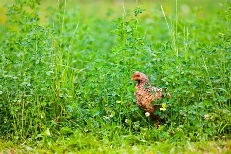 chicken outdoor stock image image  poultry animal