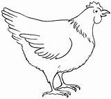 Chicken Chook Sketch Coloring Pages Template sketch template
