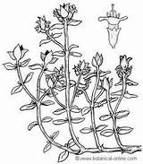 Thyme Thymus Tomillo Yoko Botanical Botany Serpyllum Biologia Hojas Sésiles sketch template