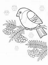 Coloring Pages Bullfinch sketch template
