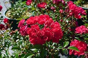 bodendeckerrose  fairy rot reich bluehende sehr robuste rote rose