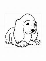 Pages Spaniel Coloring sketch template