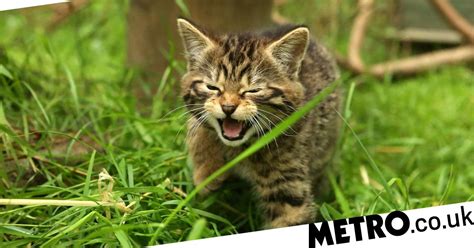 rare scottish wildcat kittens born in the highlands