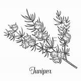 Juniper Berries Herbal Branch Designlooter sketch template