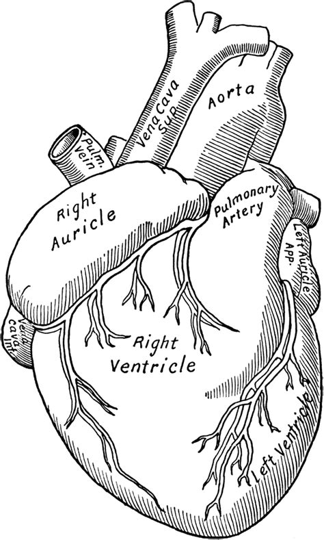 printable heart anatomy coloring pages