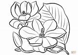 Magnolia Coloring Flower Southern Pages Drawing Printable Template Flowers Drawings Getdrawings Templates Categories sketch template