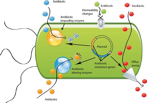 figure   plasmid mediated antibiotic resistance  focus  extended spectrum