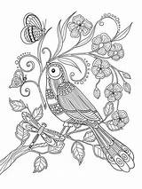 Coloring Pages Adult Birds Bird Printable Wings Zentangle Adults Mandala Coloriage Colouring Color Perroquet Para Sheets Books Donner Book Pour sketch template