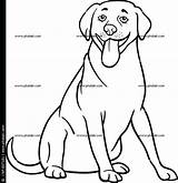 Labrador Coloring Lab Pages Puppy Retriever Chocolate Dog Getcolorings Getdrawings Color Drawing Printable Colorings sketch template