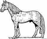 Horse Coloring Appaloosa Pages Printable sketch template