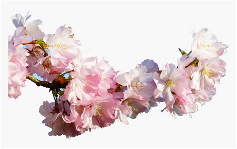 Clip Art Prunus Serrulata Cherry Blossom Japanese Real