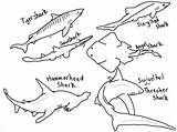 Sharks Hammerhead Thresher Sheets Rocks Species Coloringbay Underwater Designlooter Printables sketch template