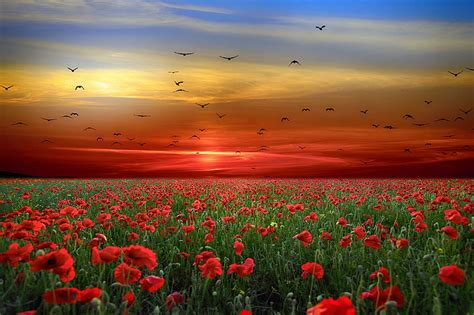 sunset landscape field poppy red mac sky peisaj vara green