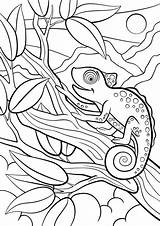 Chameleon Kameleon Dieren Colorare Camaleonte Selvatici Schattige Kolorowanki Bestcoloringpagesforkids Carino Siede Piccolo Chameleons Dla Sulla Si Mayka Wydrukowania sketch template