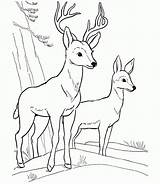 Coloring Pages Fawn Deer Two Print Animal Comments Getcolorings Coloringhome sketch template