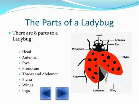 wonderful world  ladybugs powerpoint    id