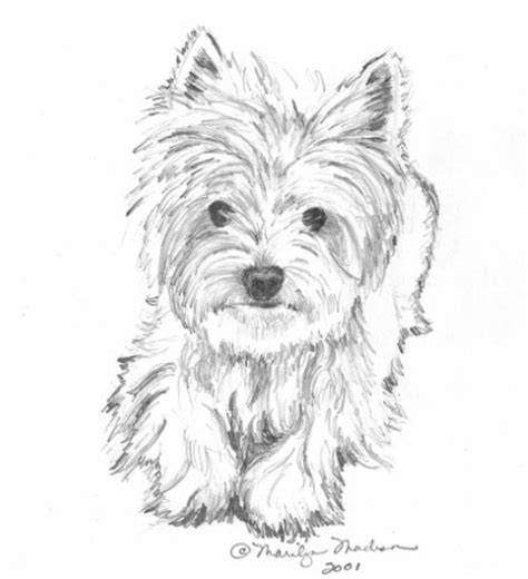 great yorkie sketch animal drawings drawings dog drawing