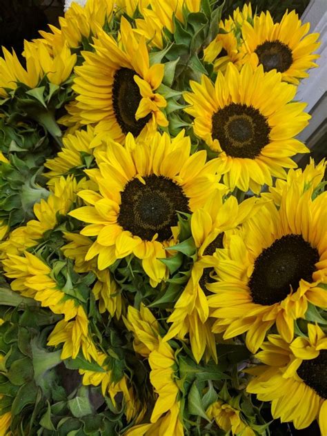 pin de flowers and things em sunflowers