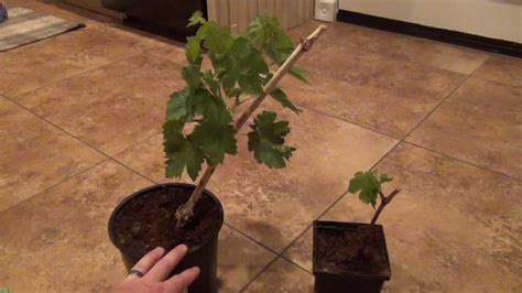 grow  grape vine   cutting update  months