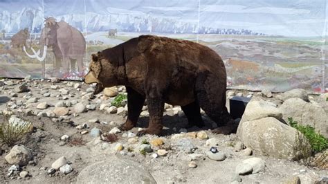 dna evidence shows huge cave bears mated  brown bears