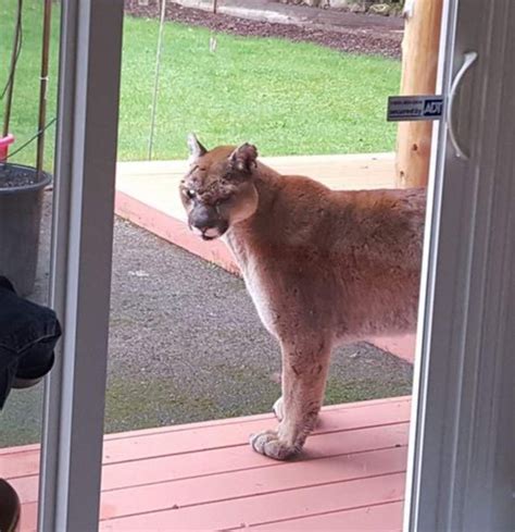 cougar visits home in leaburg spotted in backyard that