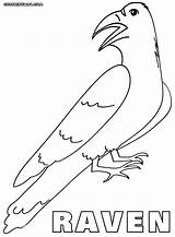 Crow Coloring Pages sketch template