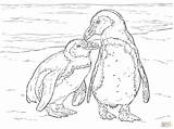Penguin Coloring Adelie Pages Adults Print Getdrawings Appealing Disney Getcolorings sketch template