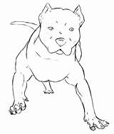 Coloring Pitbull Bull Pages Riding Realistic Pit Drawing Fighting Style Face Printable Getcolorings Color Getdrawings Paintingvalley Print sketch template