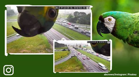 curious parrot plays peekaboo  traffic camera  brazil video  viral trending news