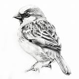 Sparrow Pencil Vogel Aves Bleistiftzeichnungen Boceto Ink Zeichnen Colouring Spatz Lápiz Lapiz Turkcephe Zeichnungen Arte sketch template